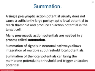 © 2019 McGraw-Hill Education
55
Summation1
A single presynaptic action potential usually does not
cause a sufficiently large postsynaptic local potential to
reach threshold and produce an action potential in the
target cell.
Many presynaptic action potentials are needed in a
process called summation.
Summation of signals in neuronal pathways allows
integration of multiple subthreshold local potentials.
Summation of the local potentials can bring the
membrane potential to threshold and trigger an action
potential.
 