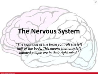 © 2019 McGraw-Hill Education
57
The Nervous System
“The right half of the brain controls the left
half of the body. This means that only left
handed people are in their right mind.”
 
