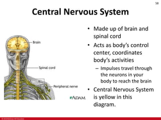 © 2019 McGraw-Hill Education
58
Central Nervous System
• Made up of brain and
spinal cord
• Acts as body’s control
center, coordinates
body’s activities
– Impulses travel through
the neurons in your
body to reach the brain
• Central Nervous System
is yellow in this
diagram.
 