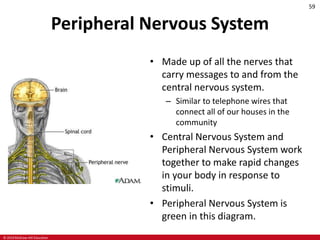 © 2019 McGraw-Hill Education
59
Peripheral Nervous System
• Made up of all the nerves that
carry messages to and from the
central nervous system.
– Similar to telephone wires that
connect all of our houses in the
community
• Central Nervous System and
Peripheral Nervous System work
together to make rapid changes
in your body in response to
stimuli.
• Peripheral Nervous System is
green in this diagram.
 
