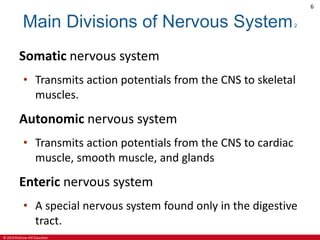 © 2019 McGraw-Hill Education
6
Main Divisions of Nervous System2
Somatic nervous system
• Transmits action potentials from the CNS to skeletal
muscles.
Autonomic nervous system
• Transmits action potentials from the CNS to cardiac
muscle, smooth muscle, and glands
Enteric nervous system
• A special nervous system found only in the digestive
tract.
 