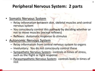 © 2019 McGraw-Hill Education
60
Peripheral Nervous System: 2 parts
• Somatic Nervous System
– Relay information between skin, skeletal muscles and central
nervous system
– You consciously control this pathway by deciding whether or
not to move muscles (except reflexes)
– Reflexes: Automatic response to stimulus
• Autonomic Nervous System
– Relay information from central nervous system to organs
– Involuntary: You do not consciously control these
– Sympathetic Nervous System: controls in times of stress,
such as the flight or fight response
– Parasympathetic Nervous System: controls body in times of
rest
 