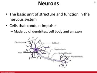 © 2019 McGraw-Hill Education
61
Neurons
• The basic unit of structure and function in the
nervous system
• Cells that conduct impulses.
– Made up of dendrites, cell body and an axon
 