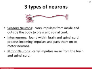 © 2019 McGraw-Hill Education
64
3 types of neurons
• Sensory Neurons: carry impulses from inside and
outside the body to brain and spinal cord.
• Interneurons: found within brain and spinal cord,
process incoming impulses and pass them on to
motor neurons.
• Motor Neurons: carry impulses away from the brain
and spinal cord.
 