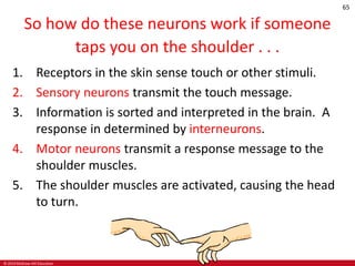© 2019 McGraw-Hill Education
65
So how do these neurons work if someone
taps you on the shoulder . . .
1. Receptors in the skin sense touch or other stimuli.
2. Sensory neurons transmit the touch message.
3. Information is sorted and interpreted in the brain. A
response in determined by interneurons.
4. Motor neurons transmit a response message to the
shoulder muscles.
5. The shoulder muscles are activated, causing the head
to turn.
 