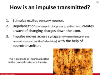 © 2019 McGraw-Hill Education
66
How is an impulse transmitted?
1. Stimulus excites sensory neuron.
2. Depolarization (a change in charge due to sodium ions) creates
a wave of changing charges down the axon.
3. Impulse moves across synapse (tiny space between one
neuron’s axon and another’s dendrites) with the help of
neurotransmitters
This is an image of neurons located
in the cerebral cortex of a hamster.
 