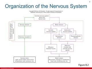 © 2019 McGraw-Hill Education
7
Organization of the Nervous System
Figure 8.2
 