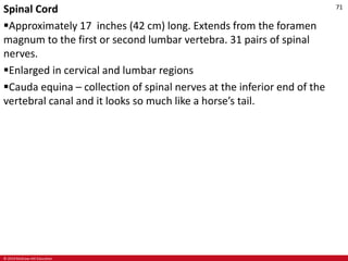 © 2019 McGraw-Hill Education
71
Spinal Cord
Approximately 17 inches (42 cm) long. Extends from the foramen
magnum to the first or second lumbar vertebra. 31 pairs of spinal
nerves.
Enlarged in cervical and lumbar regions
Cauda equina – collection of spinal nerves at the inferior end of the
vertebral canal and it looks so much like a horse’s tail.
 