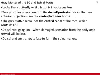 © 2019 McGraw-Hill Education
73
Gray Matter of the SC and Spinal Roots
Looks like a butterfly or the letter H in cross section.
Two posterior projections are the dorsal/posterior horns; the two
anterior projections are the ventral/anterior horns.
The gray matter surrounds the central canal of the cord, which
contains CSF
Dorsal root ganglion – when damaged, sensation from the body area
served will be lost.
Dorsal and ventral roots fuse to form the spinal nerves.
 