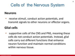 © 2019 McGraw-Hill Education
8
Cells of the Nervous System
Neurons
• receive stimuli, conduct action potentials, and
transmit signals to other neurons or effector organs.
Glial cells
• supportive cells of the CNS and PNS, meaning these
cells do not conduct action potentials. Instead, glial
cells carry out different functions that enhance
neuron function and maintain normal conditions
within nervous tissue.
 