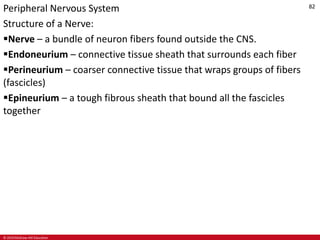 © 2019 McGraw-Hill Education
82
Peripheral Nervous System
Structure of a Nerve:
Nerve – a bundle of neuron fibers found outside the CNS.
Endoneurium – connective tissue sheath that surrounds each fiber
Perineurium – coarser connective tissue that wraps groups of fibers
(fascicles)
Epineurium – a tough fibrous sheath that bound all the fascicles
together
 