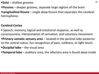© 2019 McGraw-Hill Education
84
Sulci – shallow grooves
Fissures – deeper grooves, separate large regions of the brain
Longitudinal fissure – single deep fissure that separates the cerebral
hemispheres
Cerebral Cortex
 Speech, memory, logical and emotional response, as well as
consciousness, interpretation of sensation, and voluntary movement
Primary somatic sensory area – located in the parietal lobe posterior
to the central sulcus. For recognition of pain, coldness, or light touch.
Occipital lobe – the visual area
Temporal lobe – auditory area, the olfactory area is found deep inside
 