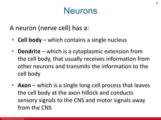 © 2019 McGraw-Hill Education
9
Neurons
A neuron (nerve cell) has a:
• Cell body – which contains a single nucleus
• Dendrite – which is a cytoplasmic extension from
the cell body, that usually receives information from
other neurons and transmits the information to the
cell body
• Axon – which is a single long cell process that leaves
the cell body at the axon hillock and conducts
sensory signals to the CNS and motor signals away
from the CNS
 
