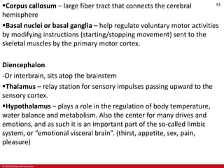 © 2019 McGraw-Hill Education
91
Corpus callosum – large fiber tract that connects the cerebral
hemisphere
Basal nuclei or basal ganglia – help regulate voluntary motor activities
by modifying instructions (starting/stopping movement) sent to the
skeletal muscles by the primary motor cortex.
Diencephalon
-Or interbrain, sits atop the brainstem
Thalamus – relay station for sensory impulses passing upward to the
sensory cortex.
Hypothalamus – plays a role in the regulation of body temperature,
water balance and metabolism. Also the center for many drives and
emotions, and as such it is an important part of the so-called limbic
system, or “emotional visceral brain”. (thirst, appetite, sex, pain,
pleasure)
 