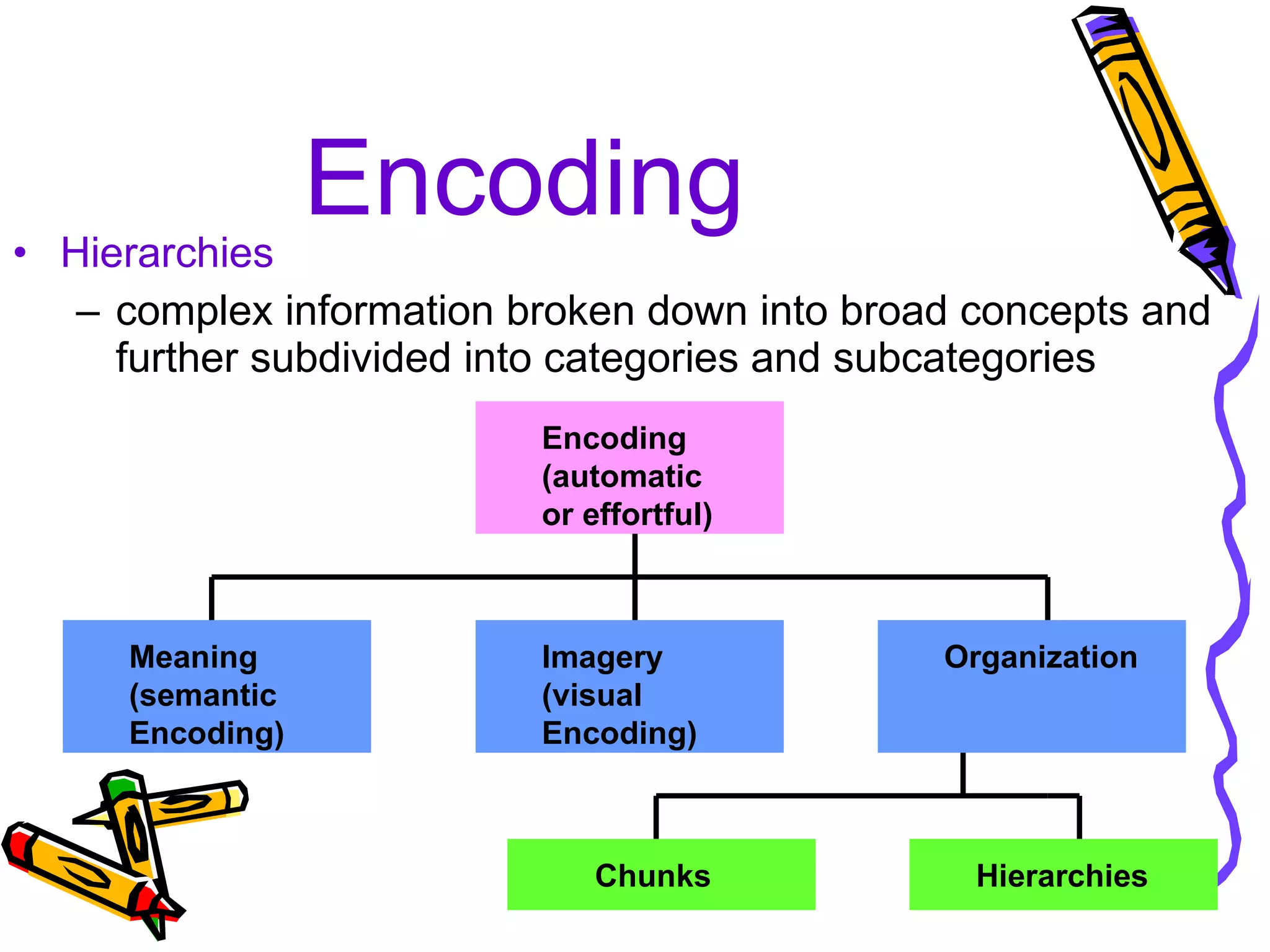 Encoding Hierarchies complex information broken down into broad concepts and further subdivided into categories and subcategories Encoding (automatic  or effortful) Imagery (visual Encoding) Meaning (semantic Encoding) Organization Chunks Hierarchies 