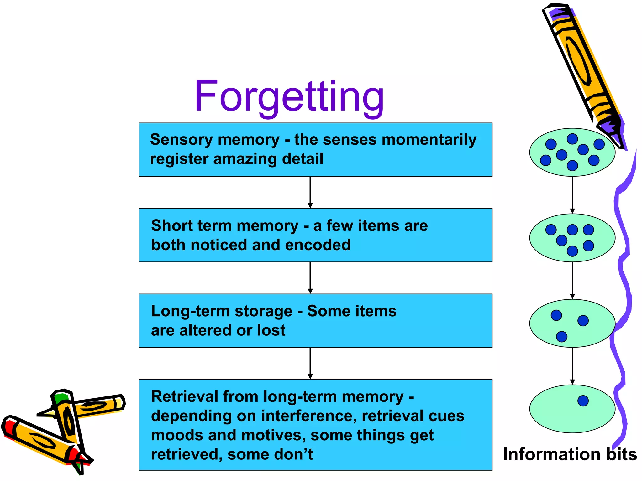 Forgetting Sensory memory - the senses momentarily  register amazing detail Short term memory - a few items are  both noticed and encoded Long-term storage - Some items are altered or lost Retrieval from long-term memory -  depending on interference, retrieval cues moods and motives, some things get  retrieved, some don’t Information bits 