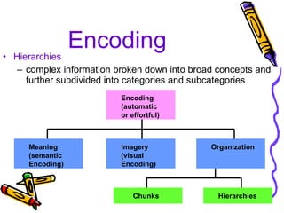 Encoding Hierarchies complex information broken down into broad concepts and further subdivided into categories and subcategories Encoding (automatic  or effortful) Imagery (visual Encoding) Meaning (semantic Encoding) Organization Chunks Hierarchies 