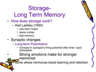 Storage- Long Term Memory How does storage work? Karl Lashley (1950) rats learn maze lesion cortex  test memory Synaptic changes Long-term Potentiation increase in synapse’s firing potential after brief, rapid stimulation Strong emotions make for stronger    memories some stress hormones boost learning and retention 