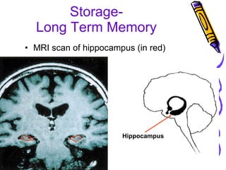Storage- Long Term Memory MRI scan of hippocampus (in red) Hippocampus 