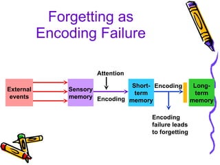 Forgetting as Encoding Failure External events Sensory memory Short- term memory Long- term memory Attention Encoding Encoding Encoding failure leads to forgetting 