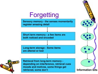 Forgetting Sensory memory - the senses momentarily  register amazing detail Short term memory - a few items are  both noticed and encoded Long-term storage - Some items are altered or lost Retrieval from long-term memory -  depending on interference, retrieval cues moods and motives, some things get  retrieved, some don’t Information bits 