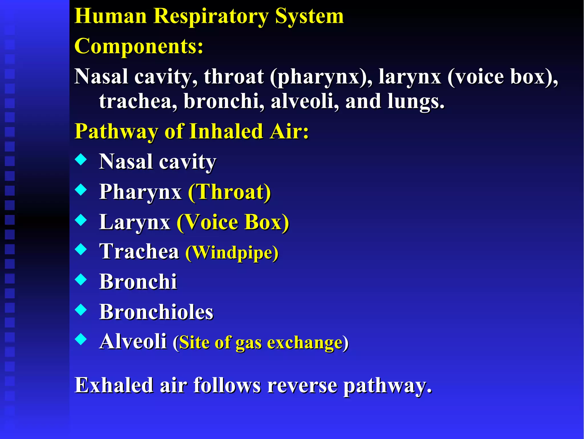 Human Respiratory System
Components:
Nasal cavity, throat (pharynx), larynx (voice box),
  trachea, bronchi, alveoli, and lungs.
Pathway of Inhaled Air:
x Nasal cavity
x Pharynx (Throat)
x Larynx (Voice Box)
x Trachea (Windpipe)
x Bronchi
x Bronchioles
x Alveoli (Site of gas exchange)

Exhaled air follows reverse pathway.
 