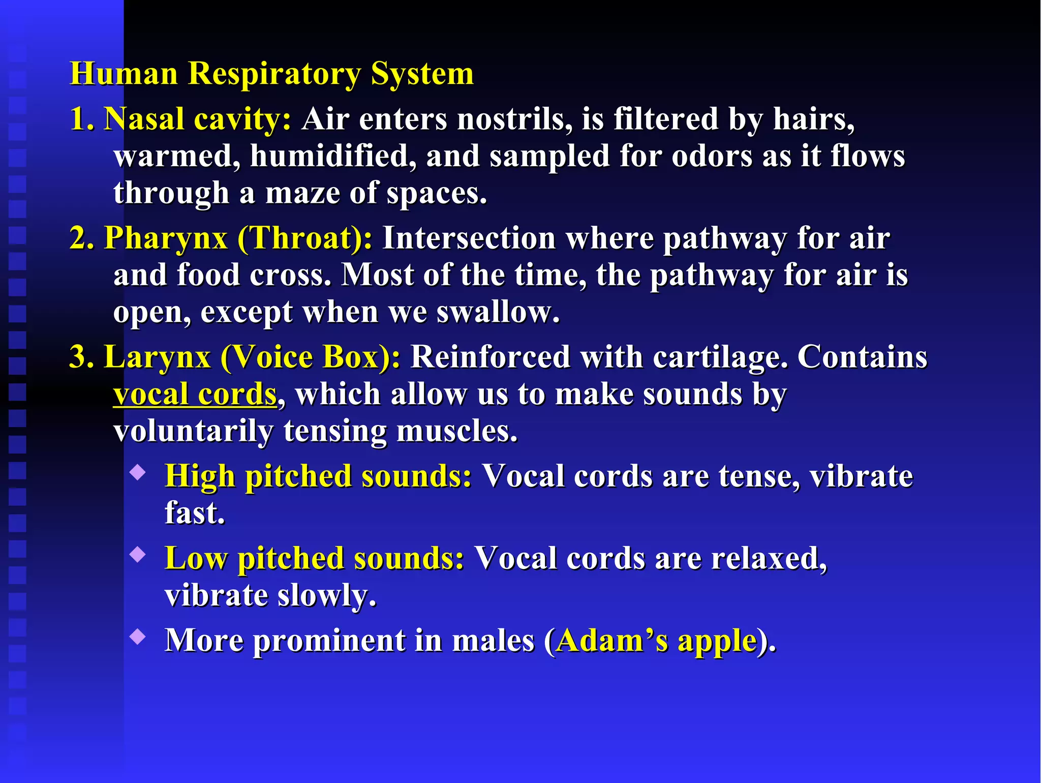 Human Respiratory System
1. Nasal cavity: Air enters nostrils, is filtered by hairs,
   warmed, humidified, and sampled for odors as it flows
   through a maze of spaces.
2. Pharynx (Throat): Intersection where pathway for air
   and food cross. Most of the time, the pathway for air is
   open, except when we swallow.
3. Larynx (Voice Box): Reinforced with cartilage. Contains
   vocal cords, which allow us to make sounds by
   voluntarily tensing muscles.
     High pitched sounds: Vocal cords are tense, vibrate

      fast.
     Low pitched sounds: Vocal cords are relaxed,

      vibrate slowly.
     More prominent in males (Adam’s apple).
 