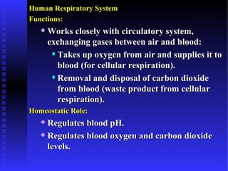 Human Respiratory System
Functions:
      Works closely with circulatory system,
       exchanging gases between air and blood:
         Takes up oxygen from air and supplies it to

          blood (for cellular respiration).
         Removal and disposal of carbon dioxide

          from blood (waste product from cellular
          respiration).
Homeostatic Role:
    Regulates blood pH.
    Regulates blood oxygen and carbon dioxide

     levels.
 