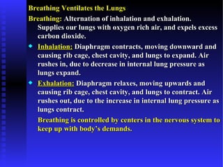Breathing Ventilates the Lungs
Breathing: Alternation of inhalation and exhalation.
  Supplies our lungs with oxygen rich air, and expels excess
  carbon dioxide.
x Inhalation: Diaphragm contracts, moving downward and
  causing rib cage, chest cavity, and lungs to expand. Air
  rushes in, due to decrease in internal lung pressure as
  lungs expand.
x Exhalation: Diaphragm relaxes, moving upwards and
  causing rib cage, chest cavity, and lungs to contract. Air
  rushes out, due to the increase in internal lung pressure as
  lungs contract.
  Breathing is controlled by centers in the nervous system to
  keep up with body’s demands.
 