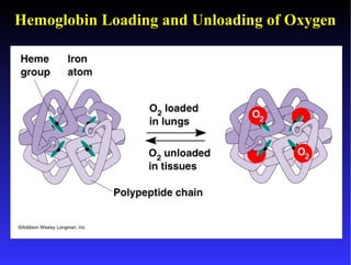 Hemoglobin Loading and Unloading of Oxygen
 