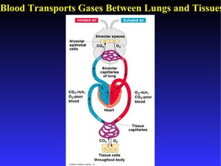 Blood Transports Gases Between Lungs and Tissues
 
