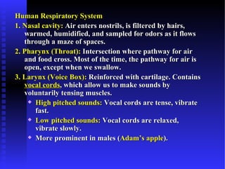 Human Respiratory System
1. Nasal cavity: Air enters nostrils, is filtered by hairs,
   warmed, humidified, and sampled for odors as it flows
   through a maze of spaces.
2. Pharynx (Throat): Intersection where pathway for air
   and food cross. Most of the time, the pathway for air is
   open, except when we swallow.
3. Larynx (Voice Box): Reinforced with cartilage. Contains
   vocal cords, which allow us to make sounds by
   voluntarily tensing muscles.
     High pitched sounds: Vocal cords are tense, vibrate

      fast.
     Low pitched sounds: Vocal cords are relaxed,

      vibrate slowly.
     More prominent in males (Adam’s apple).
 
