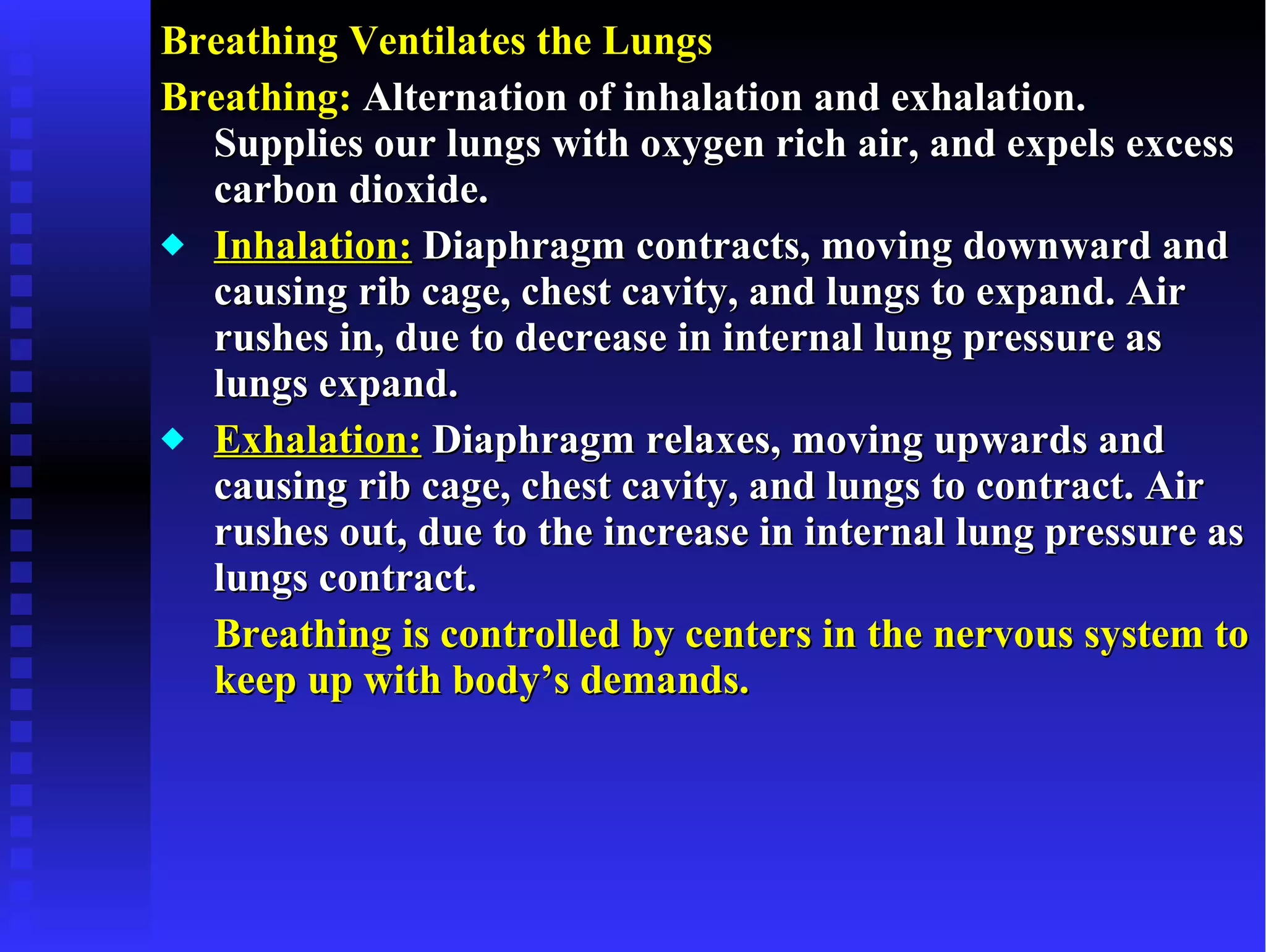 Breathing Ventilates the Lungs Breathing:  Alternation of inhalation and exhalation.  Supplies our lungs with oxygen rich air, and expels excess carbon dioxide. Inhalation:  Diaphragm contracts, moving downward and causing rib cage, chest cavity, and lungs to expand. Air rushes in, due to decrease in internal lung pressure as lungs expand. Exhalation:  Diaphragm relaxes, moving upwards and causing rib cage, chest cavity, and lungs to contract. Air rushes out, due to the increase in internal lung pressure as lungs contract. Breathing is controlled by centers in the nervous system to keep up with body’s demands. 