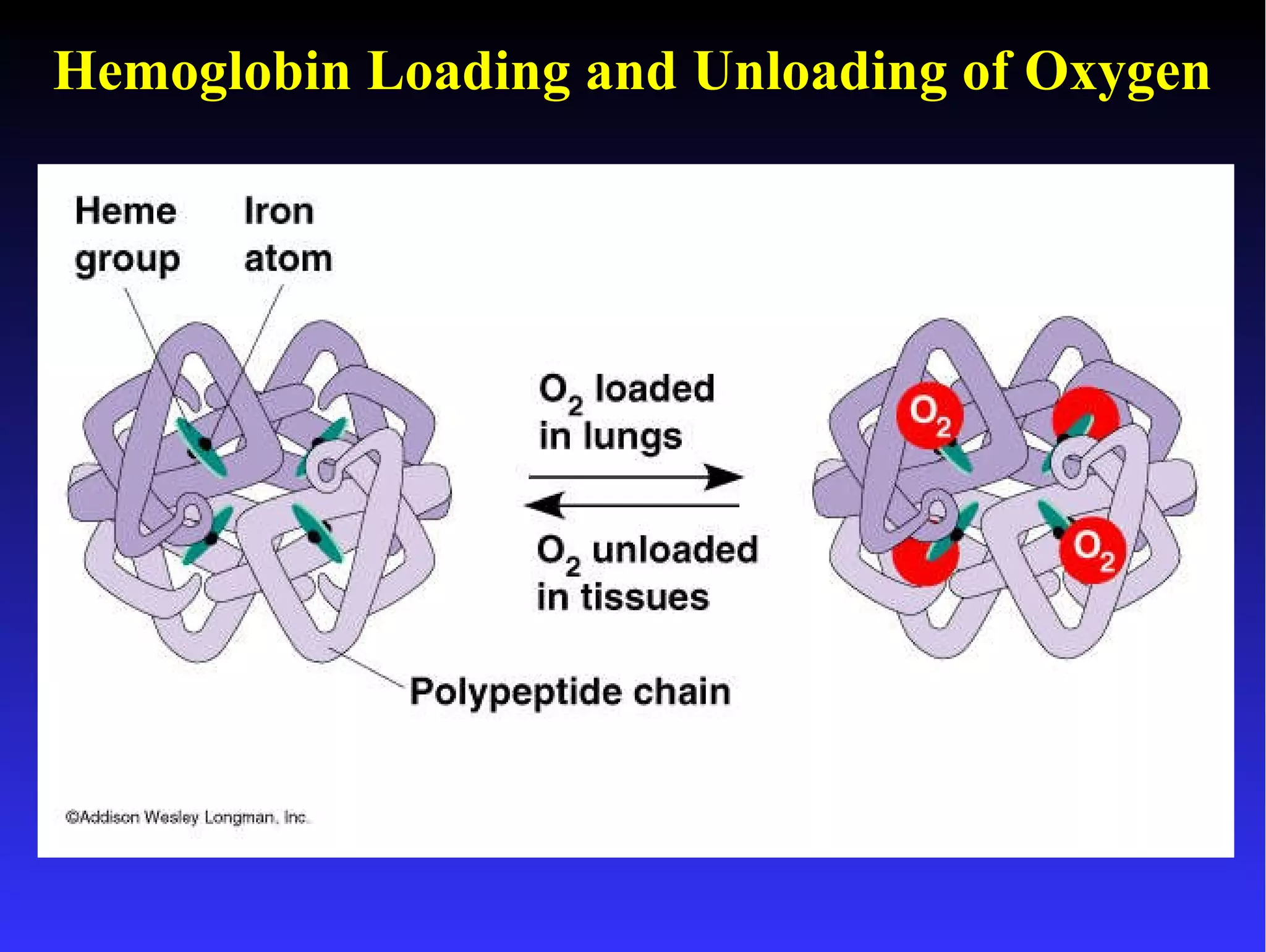 Hemoglobin Loading and Unloading of Oxygen 