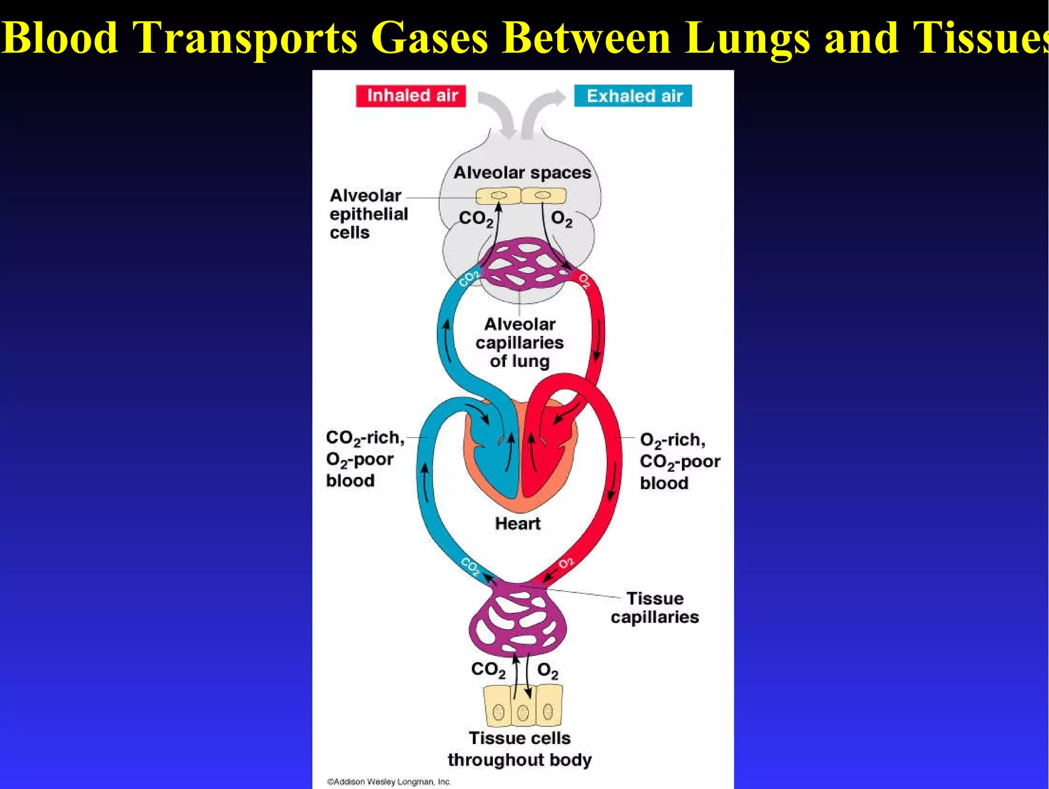Blood Transports Gases Between Lungs and Tissues 