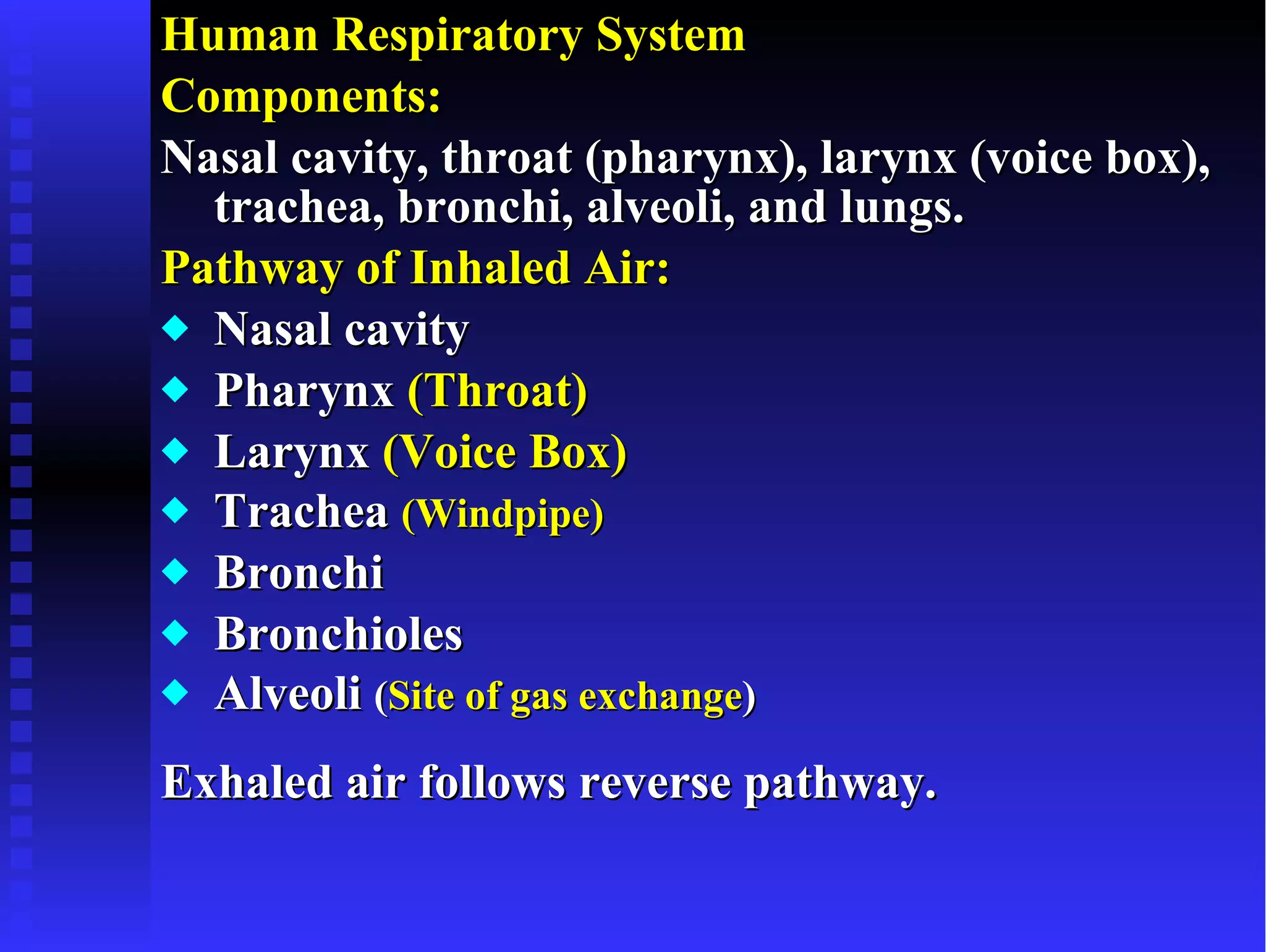 Human Respiratory System Components:  Nasal cavity, throat (pharynx), larynx (voice box), trachea, bronchi, alveoli, and lungs. Pathway of Inhaled Air:  Nasal cavity Pharynx  (Throat) Larynx  (Voice Box) Trachea  (Windpipe) Bronchi Bronchioles Alveoli  ( Site of gas exchange ) Exhaled air follows reverse pathway. 