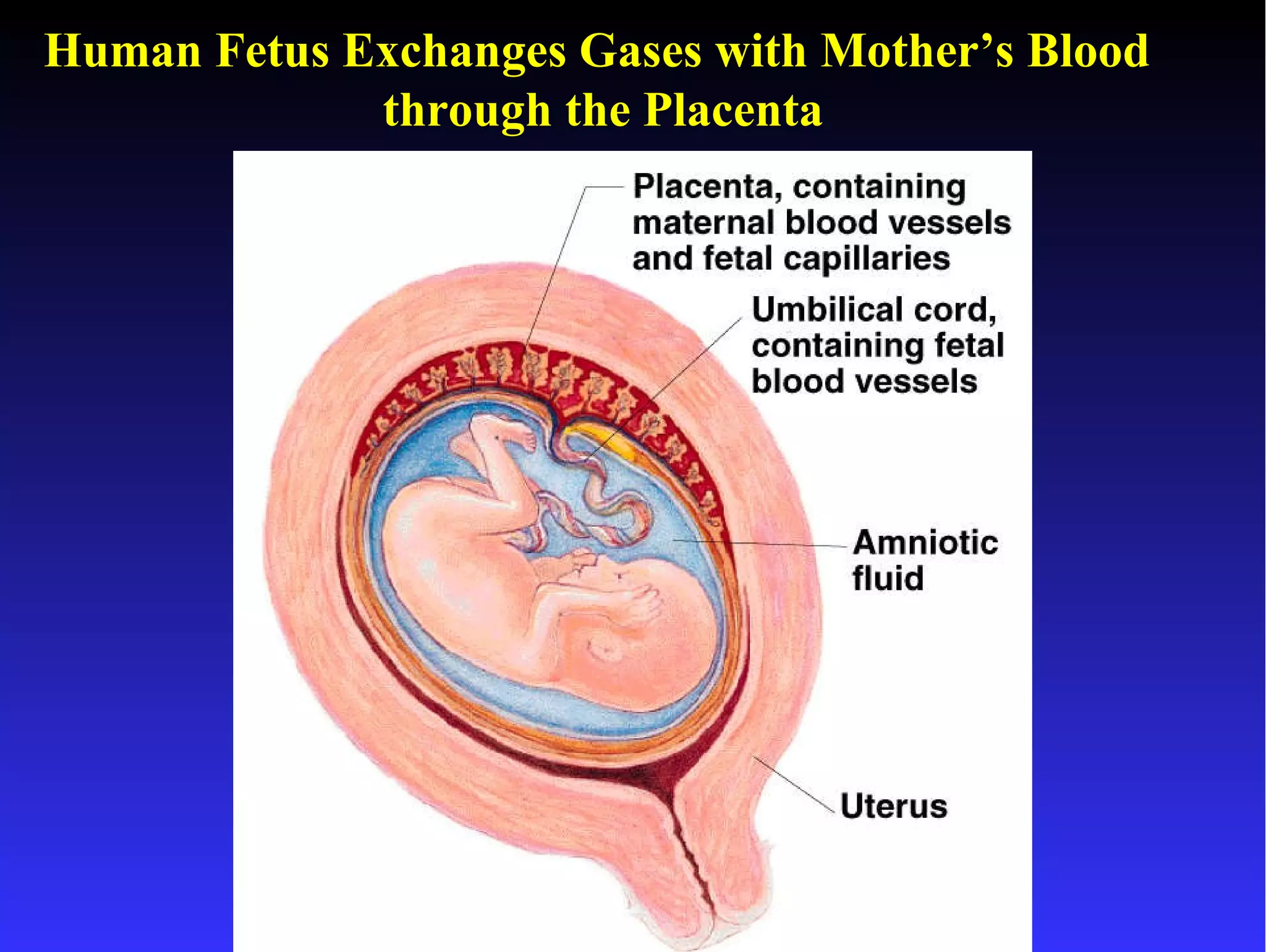 Human Fetus Exchanges Gases with Mother’s Blood  through the Placenta 