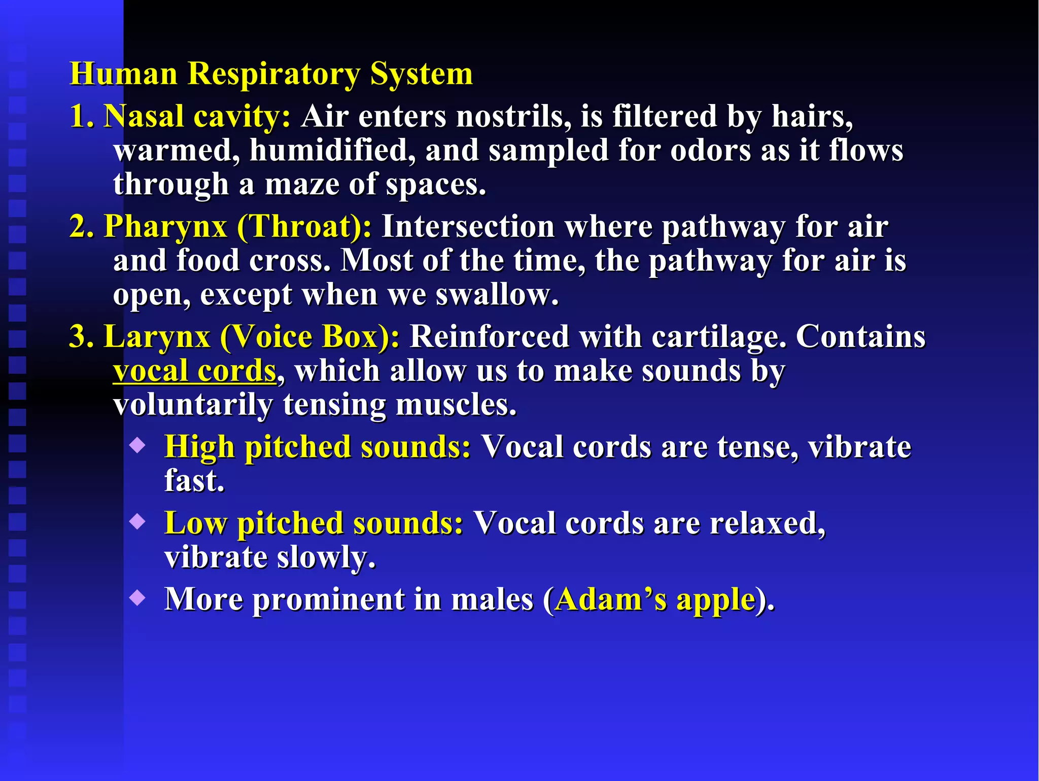 Human Respiratory System 1. Nasal cavity:  Air enters nostrils, is filtered by hairs, warmed, humidified, and sampled for odors as it flows through a maze of spaces.  2. Pharynx (Throat):  Intersection where pathway for air and food cross. Most of the time, the pathway for air is open, except when we swallow. 3. Larynx (Voice Box):  Reinforced with cartilage. Contains  vocal cords , which allow us to make sounds by voluntarily tensing muscles. High pitched sounds:  Vocal cords are tense, vibrate fast. Low pitched sounds:  Vocal cords are relaxed, vibrate slowly. More prominent in males ( Adam’s apple ). 