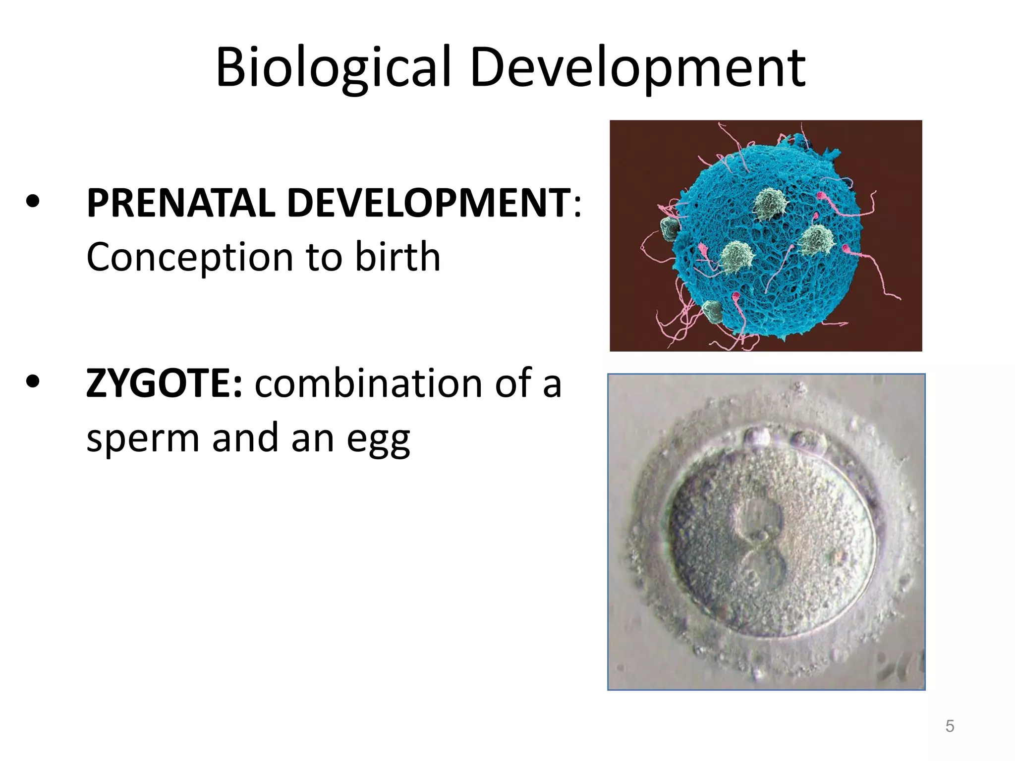 Biological Development
• PRENATAL DEVELOPMENT:
Conception to birth
• ZYGOTE: combination of a
sperm and an egg
5
 