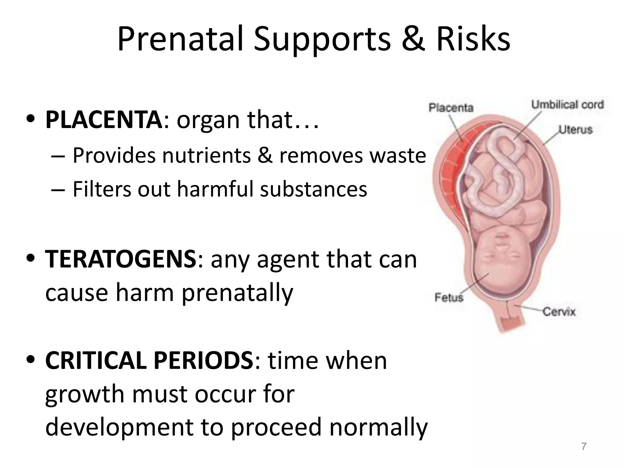 Prenatal Supports & Risks
• PLACENTA: organ that…
– Provides nutrients & removes waste
– Filters out harmful substances
• TERATOGENS: any agent that can
cause harm prenatally
• CRITICAL PERIODS: time when
growth must occur for
development to proceed normally
7
 