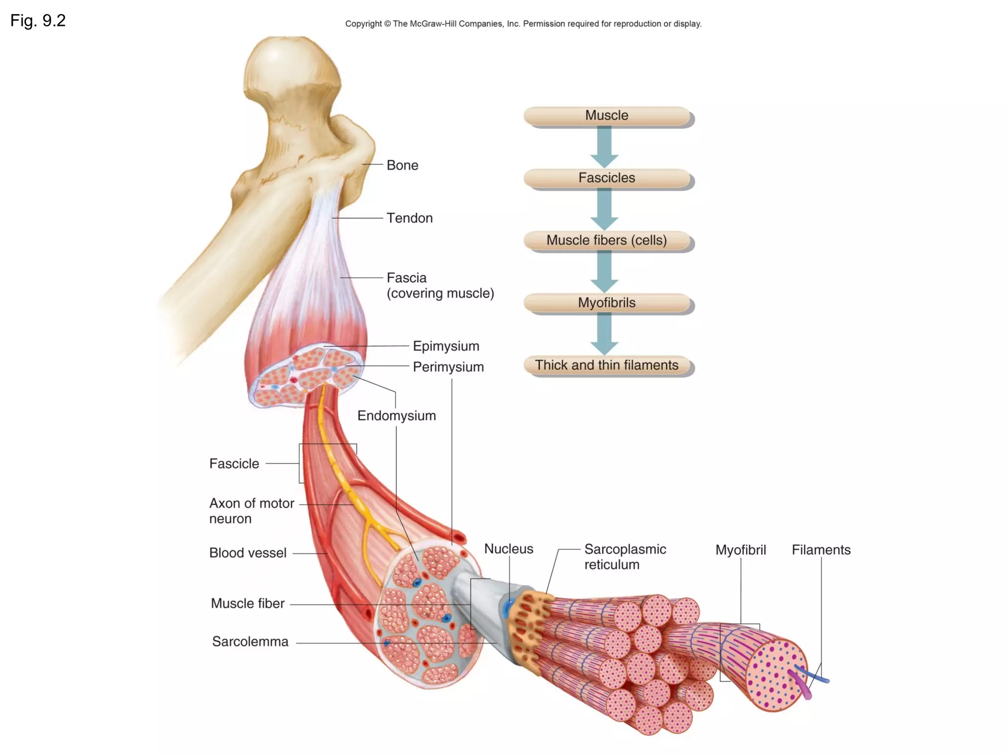 Chapter 9: Muscular System Hole's Human Anatomy and Physiology | PPT
