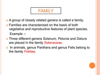  A group of closely related genera is called a family.
 Families are characterised on the basis of both
vegetative and reproductive features of plant species.
Example :-
 Three different genera Solanum, Petunia and Datura
are placed in the family Solanaceae.
 In animals, genus Panthera and genus Felis belong to
the family Felidae.
FAMILY
 