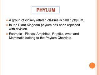  A group of closely related classes is called phylum.
 In the Plant Kingdom phylum has been replaced
with division.
 Example - Pisces, Amphibia, Reptilia, Aves and
Mammalia belong to the Phylum Chordata.
 
