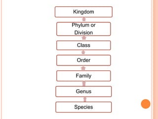 Kingdom
Phylum or
Division
Class
Order
Family
Genus
Species
 