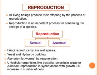  All living beings produce their offspring by the process of
reproduction.
 Reproduction is an important process for continuing the
lineage of a species.
 Fungi reproduce by asexual spores.
 Yeast and Hydra by budding.
 Planaria (flat worms) by regeneration.
 Unicellular organisms like bacteria, unicellular algae or
Amoeba, reproduction is synonymous with growth, i.e.,
increase in number of cells.
Reproduction
Sexual Asexual
 