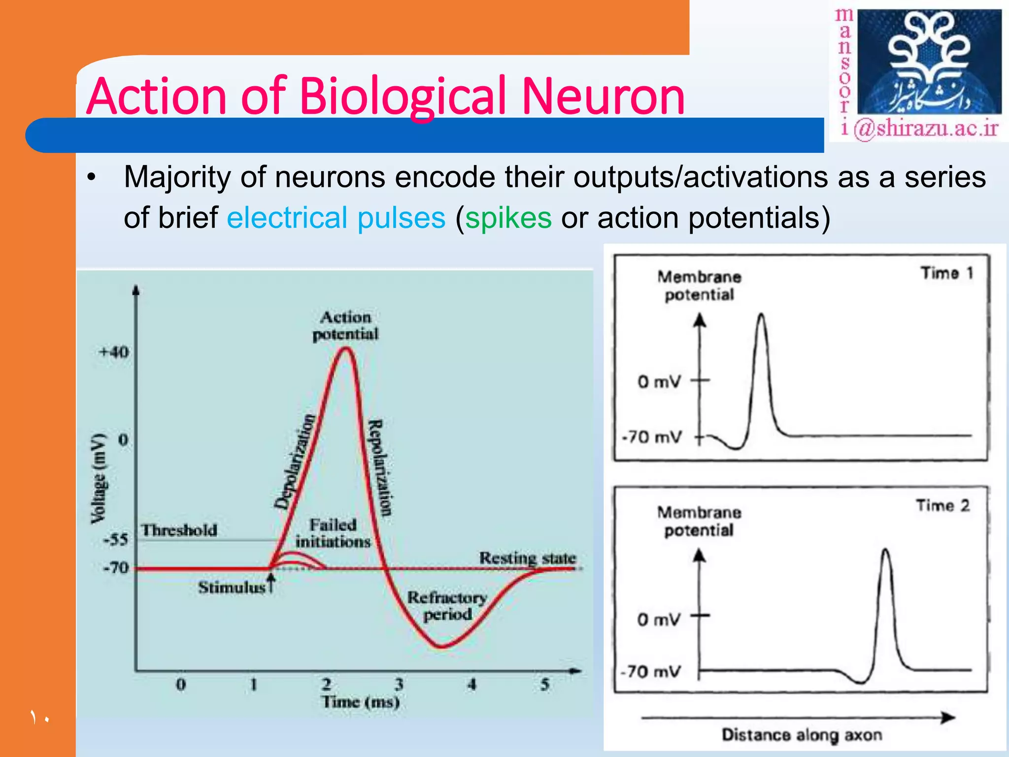 10
Action of Biological Neuron
• Majority of neurons encode their outputs/activations as a series
of brief electrical pulses (spikes or action potentials)
 