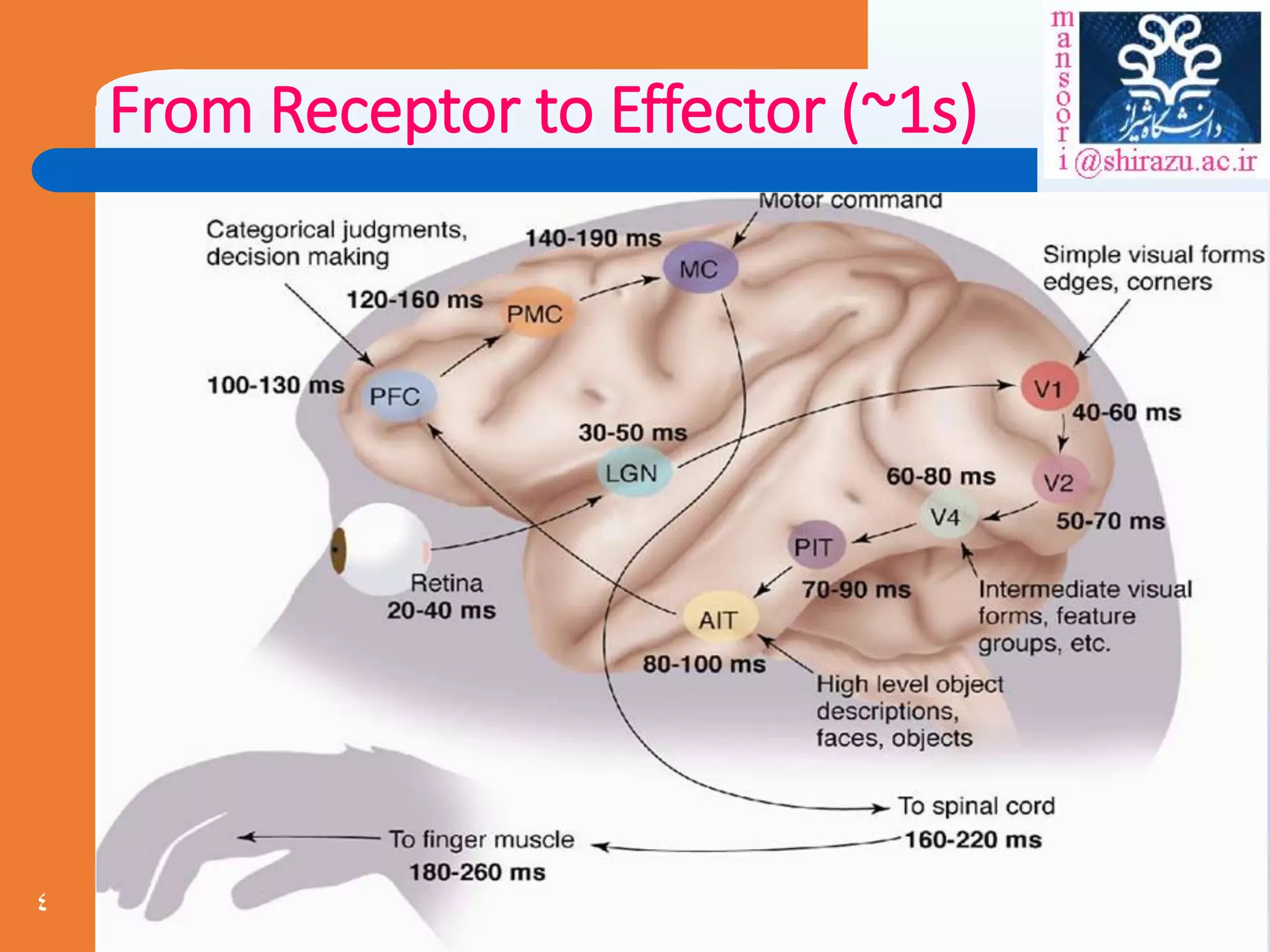 4
From Receptor to Effector (~1s)
 