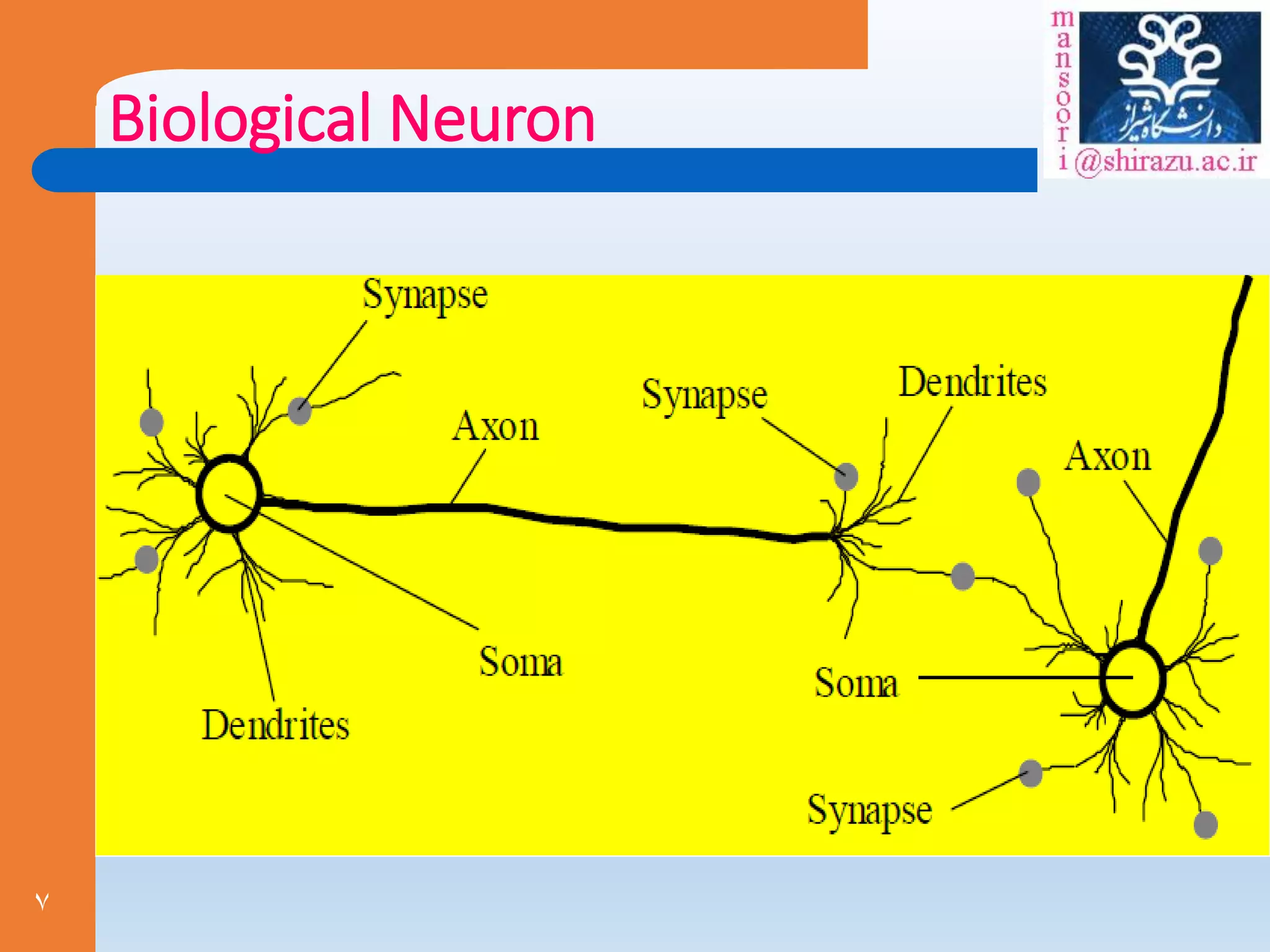 7
Biological Neuron
 