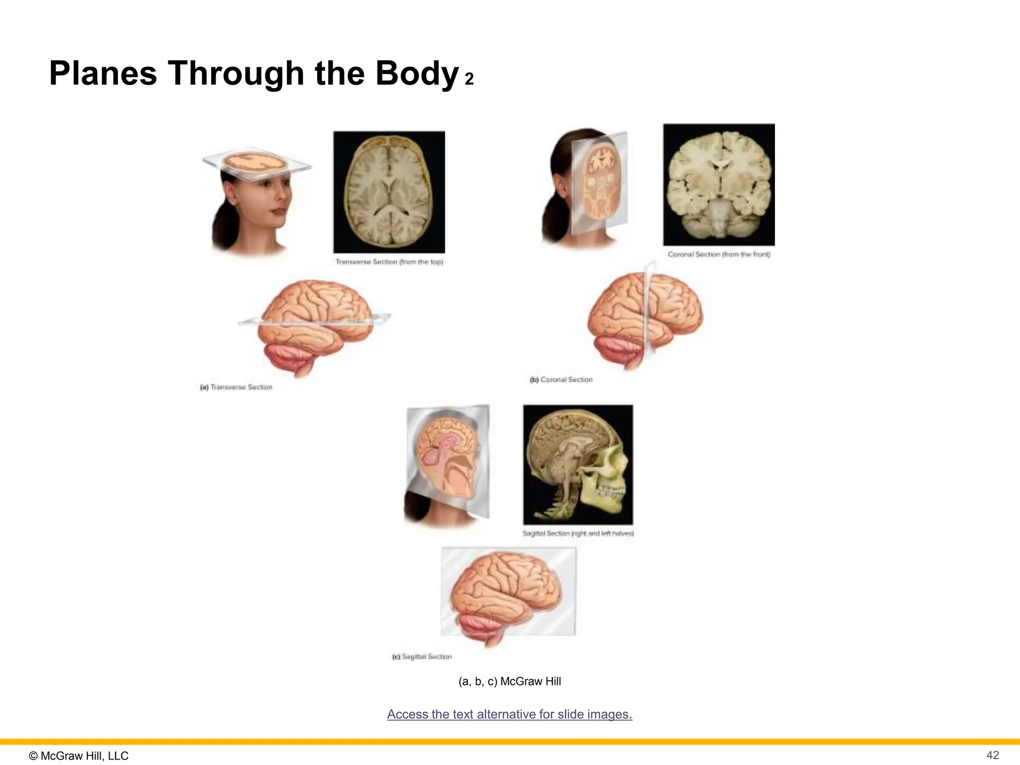 SEELEY ANATOMY AND PHYSIOLOGY CHAPTER 2 visual data 8