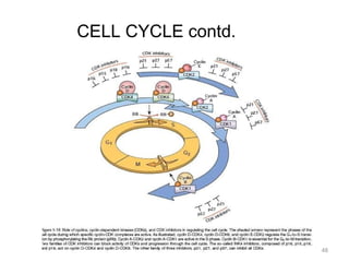 Ch1 cell in Health and disease Robbins Basic Pathology 10th edition | PPT